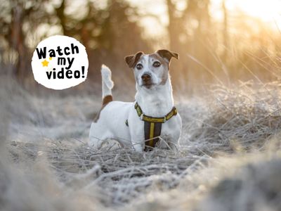 Ben | Terrier (Jack Russell) | Kenilworth (West Midlands) - 2