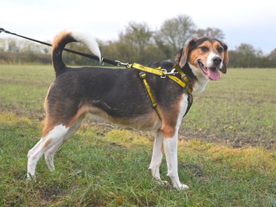 Daisy | Harrier | Harefield West London - 5