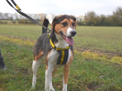 Daisy | Harrier | Harefield West London - 3