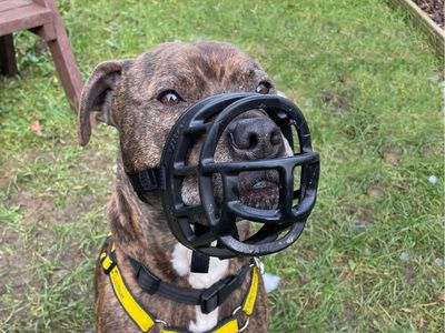 Charlie | Terrier (Staffordshire Bull) Cross | Loughborough - 3