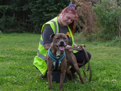 Charlie | Terrier (Staffordshire Bull) Cross | Loughborough - 5