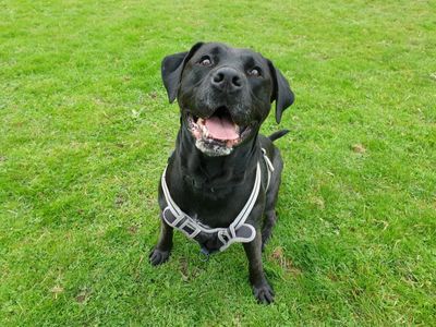 Charlotte | Retriever (Labrador) Cross | Canterbury - 3