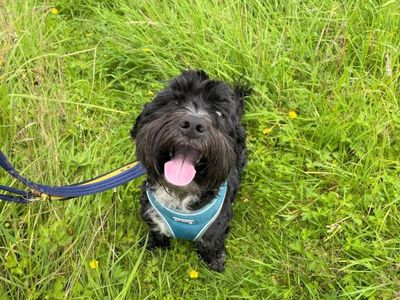 Adopt a Shih Tzu Cross Rescue Dog | Lenny | Dogs Trust