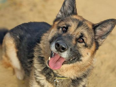 Suki | German Shepherd Dog Cross | Basildon (Essex) - 5