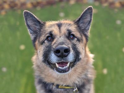 Suki | German Shepherd Dog Cross | Basildon (Essex) - 3