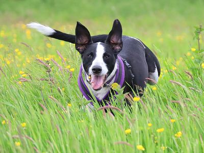 Oscar | Collie (Border) Cross | Leeds - 5