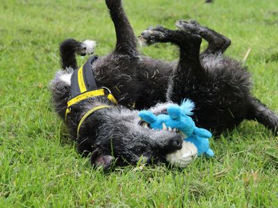 Lulu | Terrier (Patterdale) | Merseyside (Liverpool) - 3