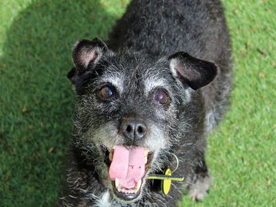 Lulu | Terrier (Patterdale) | Merseyside (Liverpool) - 5