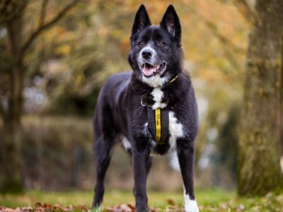 Adopt a Akita Cross Rescue Dog | Jake | Dogs Trust