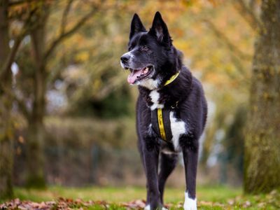 Jake | Akita Cross | Shrewsbury (Shropshire) - 3