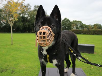 Adopt a Akita Cross Rescue Dog | Jake | Dogs Trust