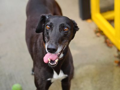 Mandy | Lurcher Cross | Manchester - 3