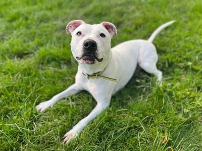 Tetley | Terrier (Staffordshire Bull) Cross | Bridgend (Wales) - 3