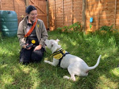 Tetley | Terrier (Staffordshire Bull) Cross | Bridgend (Wales) - 5