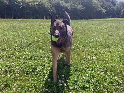 Nala | Belgian Shepherd Dog (Malinois) Cross | Merseyside (Liverpool) - 4