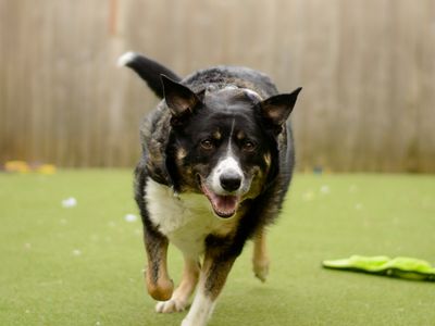 Rex | Collie (Border) | Kenilworth (West Midlands) - 3