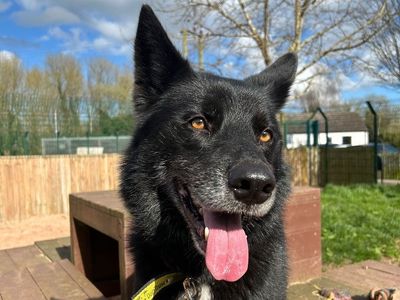 Zeus | Siberian Husky Cross | Shrewsbury (Shropshire) - 3