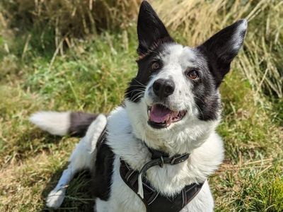 AJ | Collie (Border) Cross | Newbury (Berkshire) - 5