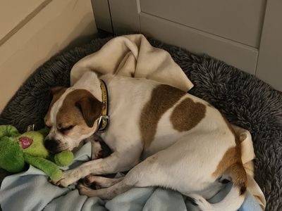 Rubble | Terrier (Jack Russell) Cross | Evesham (Worcestershire) - 5