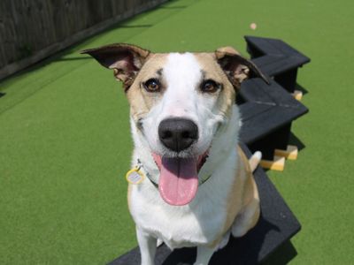 Layla | Collie (Border) Cross | Glasgow - 4