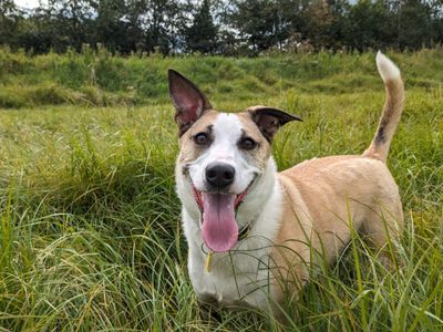 Layla | Collie (Border) Cross | Glasgow - 4