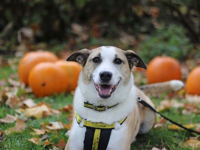 Layla | Collie (Border) Cross | Glasgow - 4