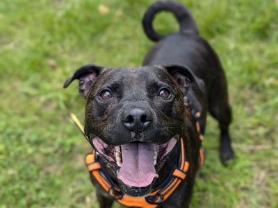 Benjamin | Terrier (Staffordshire Bull) Cross | Shrewsbury (Shropshire) - 2