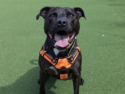 Benjamin | Terrier (Staffordshire Bull) Cross | Shrewsbury (Shropshire) - 3