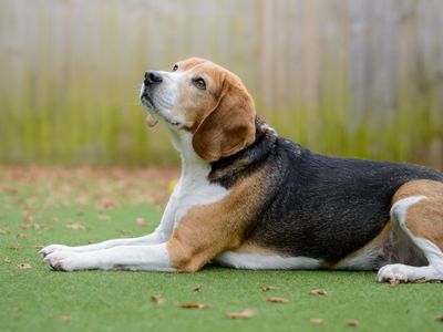 Bailey | Beagle | Kenilworth (West Midlands) - 3