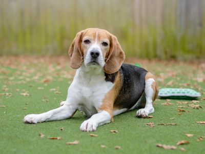 Bailey | Beagle | Kenilworth (West Midlands) - 1