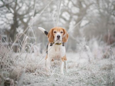 Bailey | Beagle | Kenilworth (West Midlands) - 5