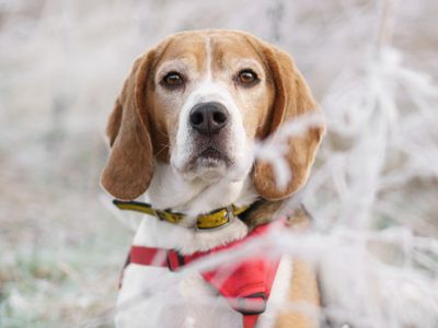 Bailey | Beagle | Kenilworth (West Midlands) - 3