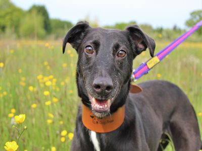 Barnaby | Lurcher Cross | Newbury (Berkshire) - 2