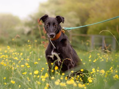 Dog rehoming centres sales midlands