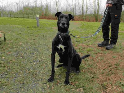 Barnaby | Lurcher Cross | Newbury (Berkshire) - 4