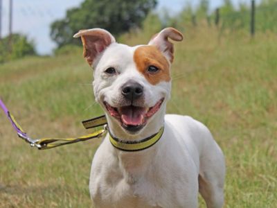 Happy staffie dog sales rescue