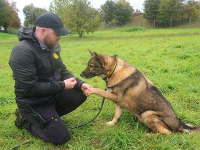 Tommy | German Shepherd Dog Cross | Shrewsbury (Shropshire) - 5