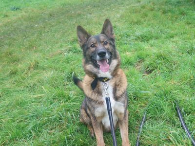 Tommy | German Shepherd Dog Cross | Shrewsbury (Shropshire) - 3