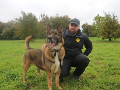 Tommy | German Shepherd Dog Cross | Shrewsbury (Shropshire) - 2