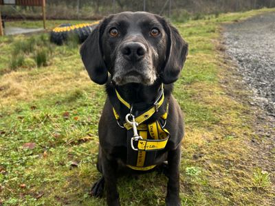 Buddy | Retriever (Labrador) Cross | Ballymena (Northern Ireland) - 3