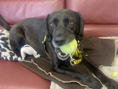 Buddy | Retriever (Labrador) Cross | Ballymena (Northern Ireland) - 5