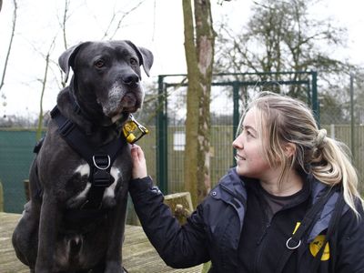 Moose | Italian Corso Dog Cross | Snetterton (Norfolk) - 2