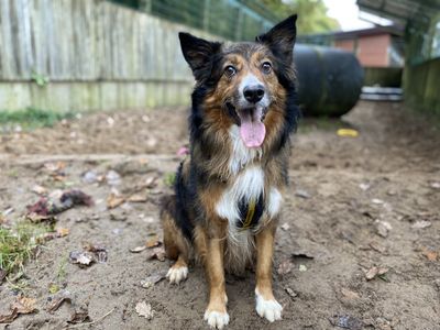 Duke | Collie (Border) Cross | Ilfracombe - 5