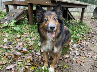 Duke | Collie (Border) Cross | Ilfracombe - 3