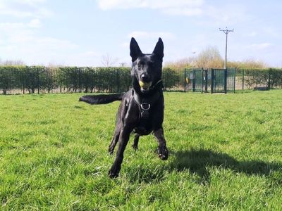 Nyx | Belgian Shepherd Dog (Malinois) Cross | Loughborough - 2