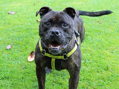 Zeus | Terrier (Staffordshire Bull) Cross | Merseyside (Liverpool) - 3