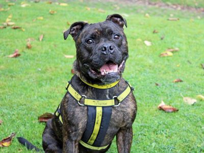 Zeus | Terrier (Staffordshire Bull) Cross | Merseyside (Liverpool) - 2