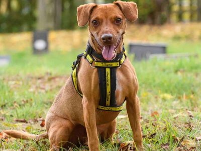 Fudge | Terrier (Patterdale) | Evesham (Worcestershire) - 2