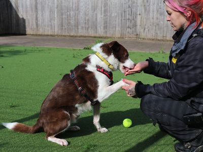 Dawson | Collie (Border) Cross | Shrewsbury (Shropshire) - 2