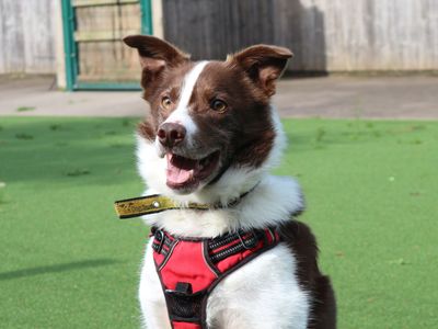 Dawson | Collie (Border) Cross | Shrewsbury (Shropshire) - 3